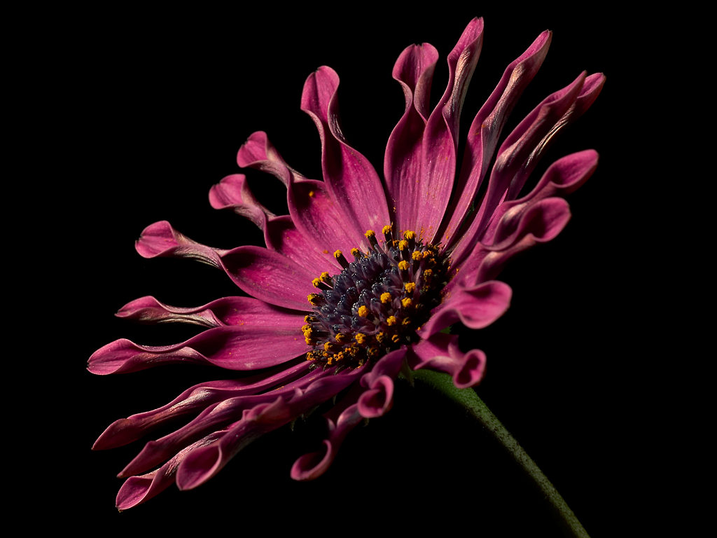 African Daisy